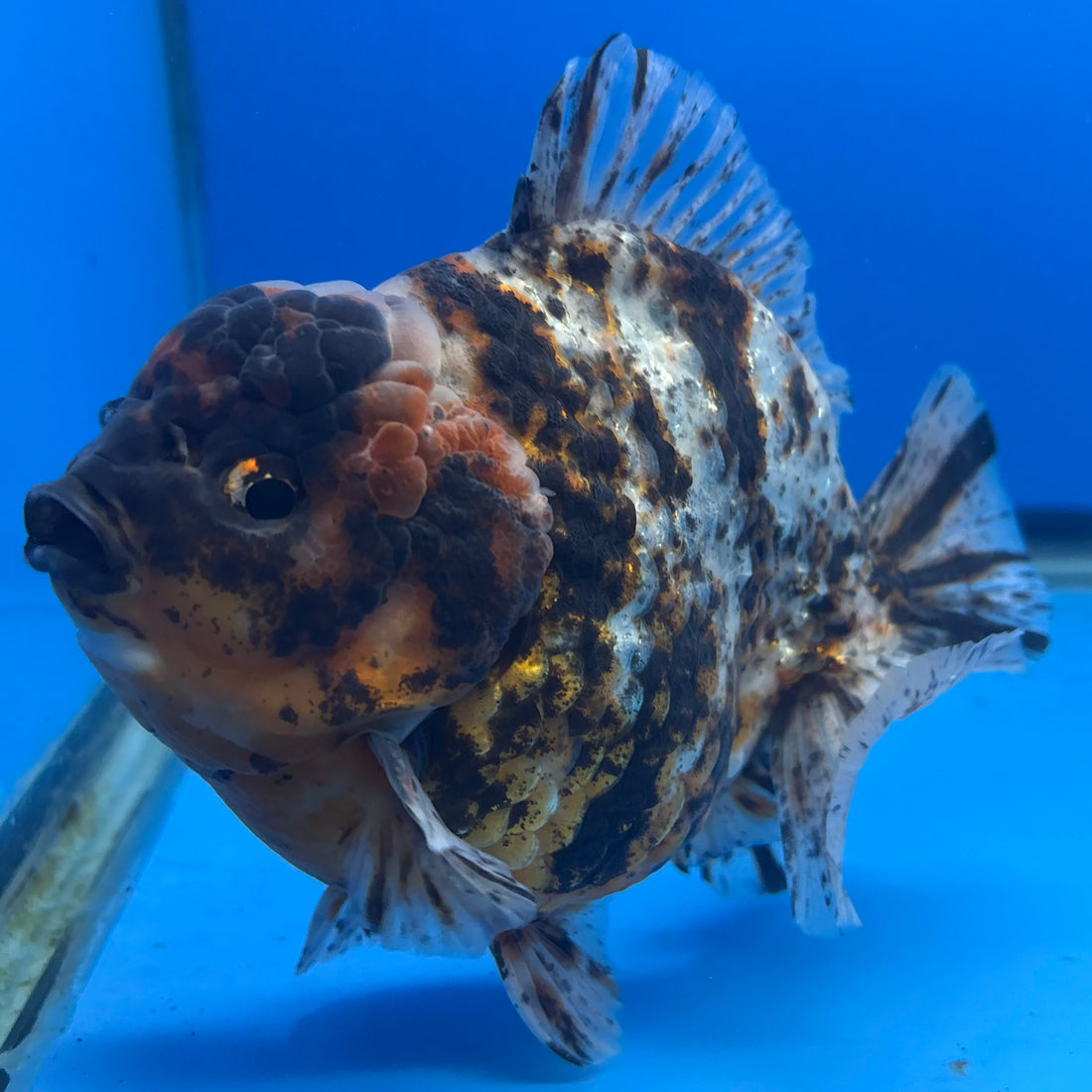 Thai Oranda Tri-Color Tiger 4.5" Male(NKT-CK-1579)BLUETUB-B