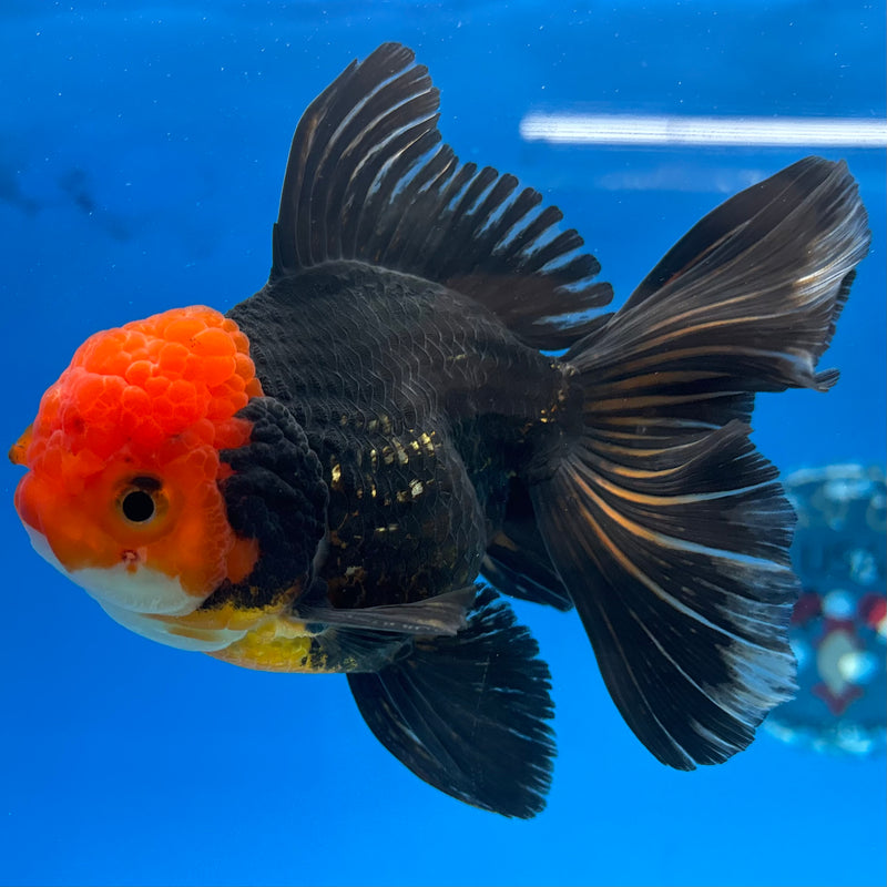 Thai Oranda Apache 3.5” Body Male(CK-1507)R2A04