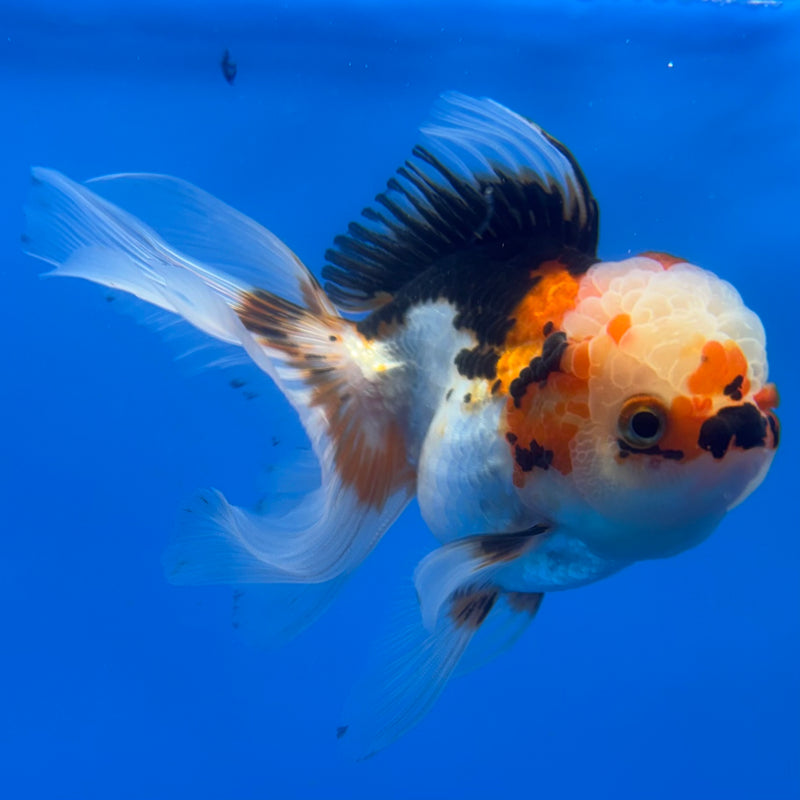 Thai Oranda Tri-Color/Apache 3” Body Female(CK-1376)R1B11
