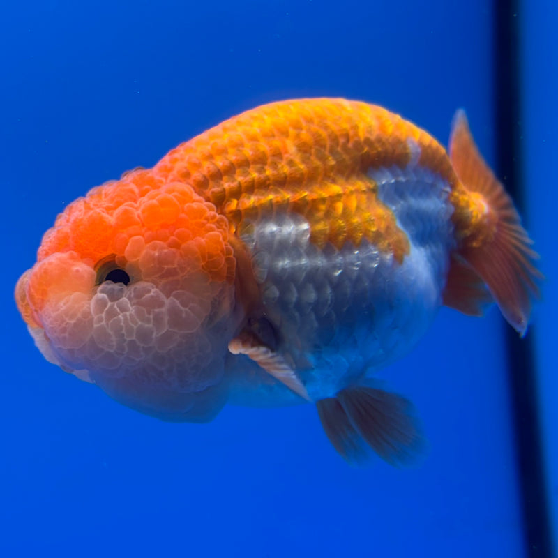 Thai Ranchu Red/White 3.5” Body Male(CK-829)R3A13