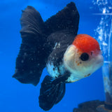 Thai Oranda Tri-Color 3” Female(CK-1630)R2B10