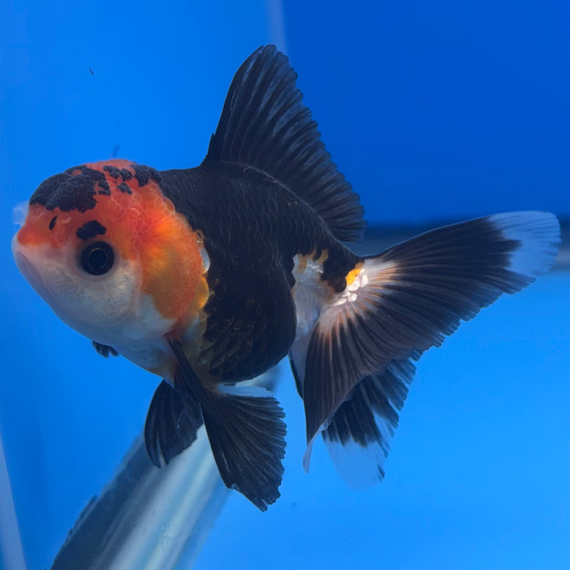 Thai Oranda Apache 2.5” Body Female(CK-1260)R3B11