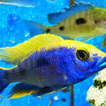 Live Freshwater Aquarium African Cichlid Ovatus Cichlid  (Protomelas Spilonotus "Ovatus")(CHD-137)U020