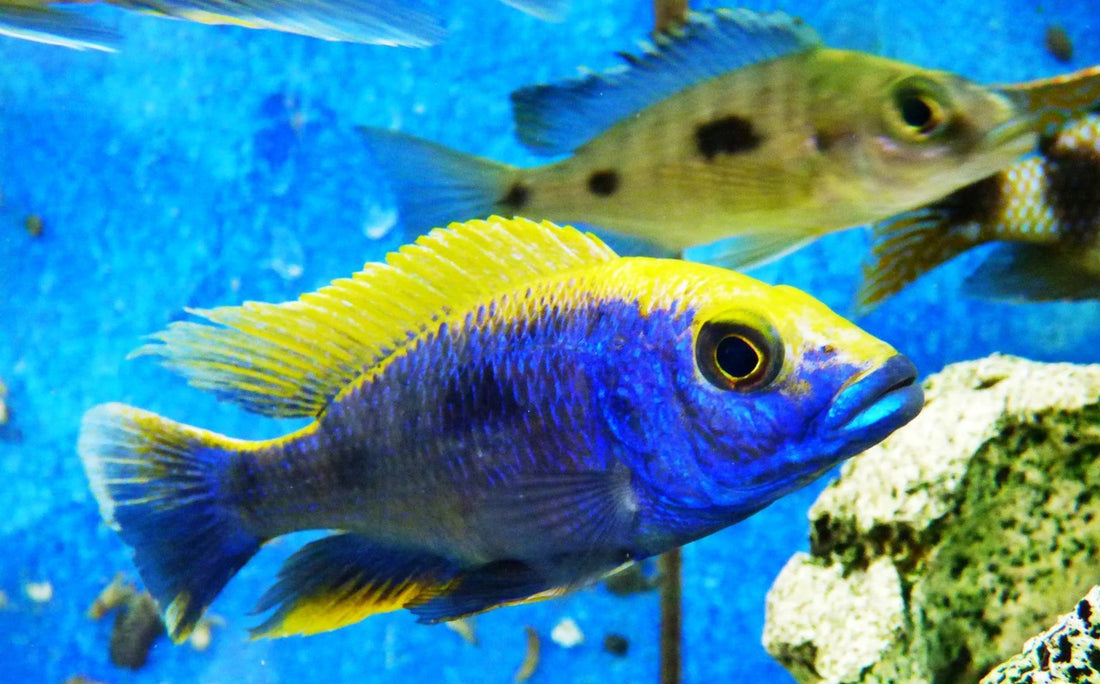 Live Freshwater Aquarium African Cichlid Ovatus Cichlid  (Protomelas Spilonotus "Ovatus")(CHD-137)U020
