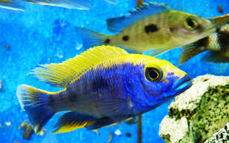 Live Freshwater Aquarium African Cichlid Ovatus Cichlid  (Protomelas Spilonotus "Ovatus")(CHD-137)U020