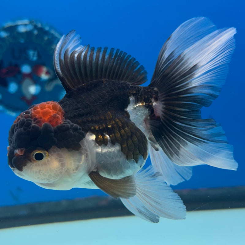 Thai Oranda Tri-Color 3” Body Female(CK-972)R3B10