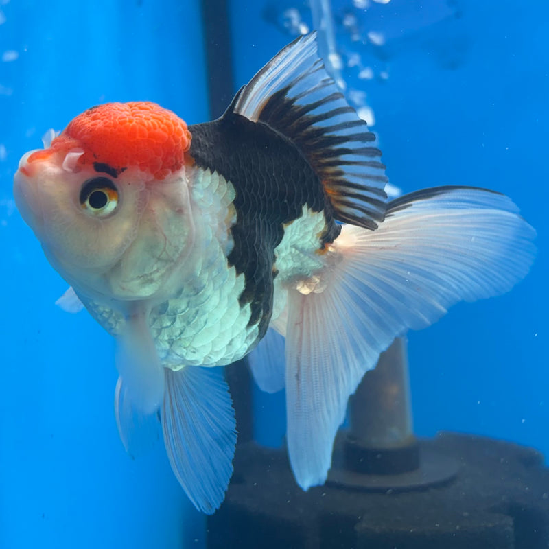 Thai Oranda Tri-Color 3.5” Body Female(CK-923)R1BLUETUB4