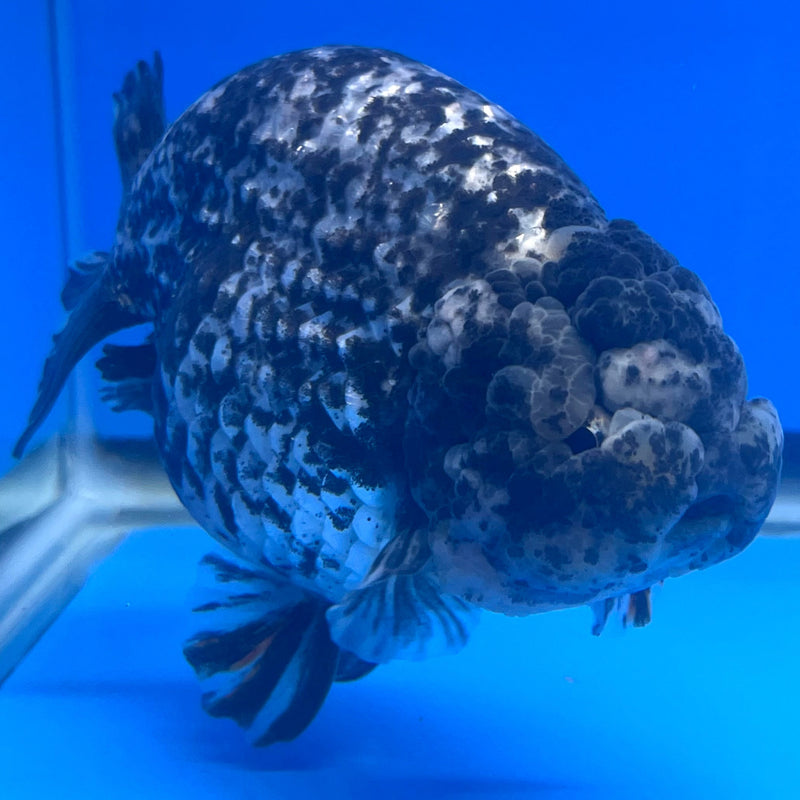 Thai Ranchu JUMBO Granite Calico 4.5” Body Male(NKT-CK-638)R1BLUETUB1