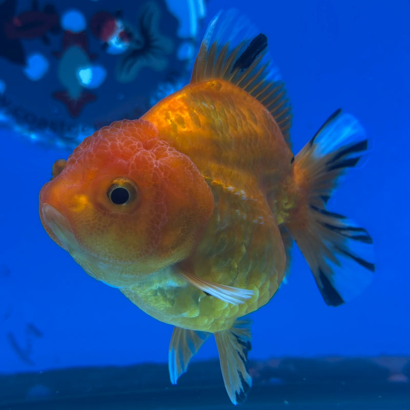Thai Oranda SHOGUN 3” Body Female(CK-1140)R3A15
