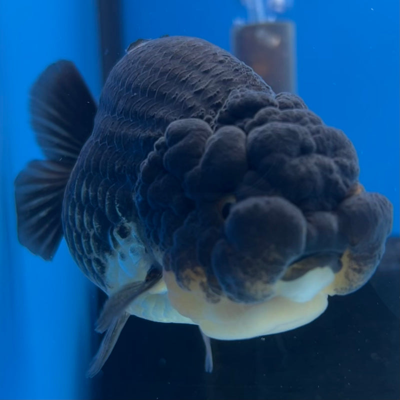 Thai Ranchu SPECIAL COLOR Apache 3.5” Body Female(CK-1116)R1A04