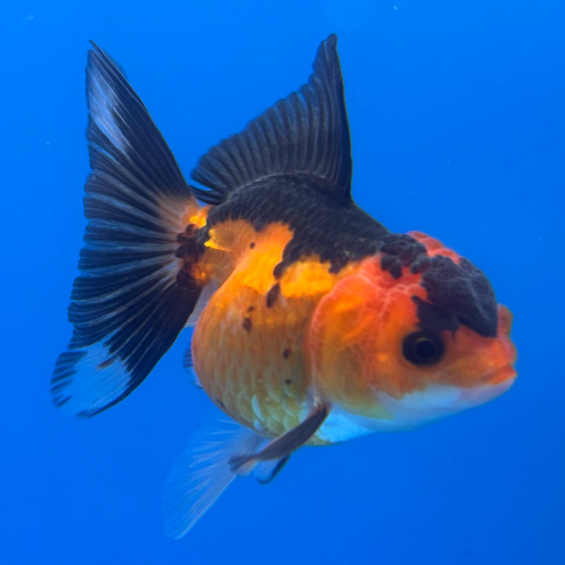 Thai Oranda Apache 2.5” Body Female(CK-1236)R3B12
