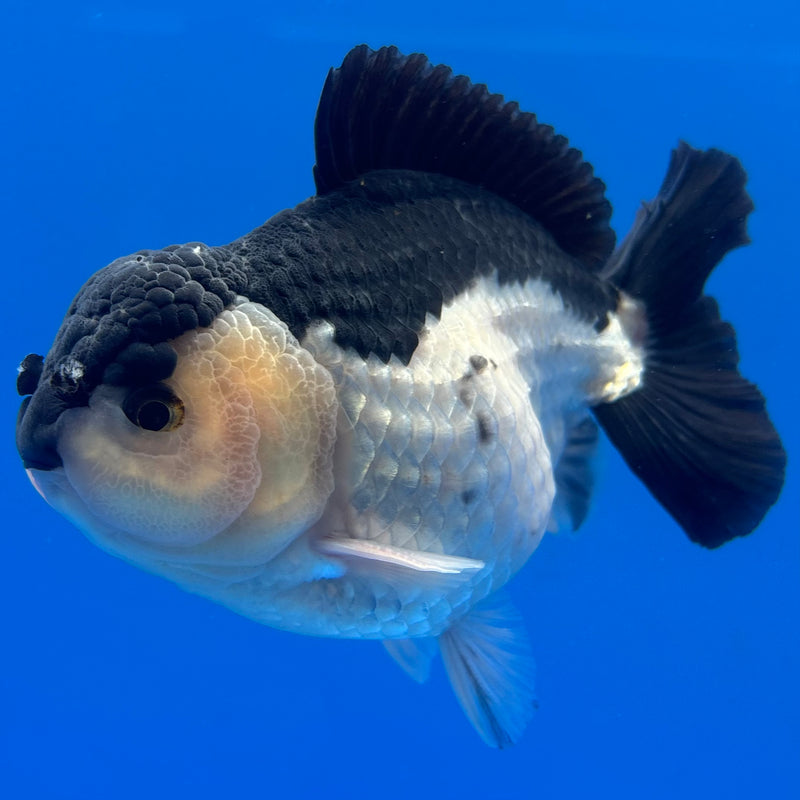 Thai Premium Oranda Yuanbao Panda 4” Body Male(CK-773)R1BlueTub4