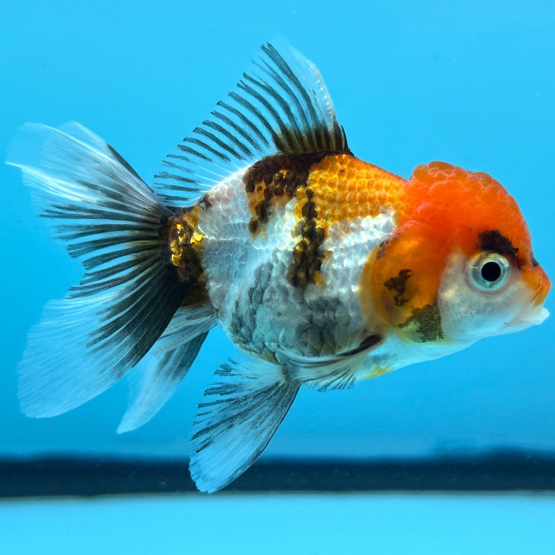 Thai Tri-Color Oranda 2.5”Body Male (JCD-040)R4B12