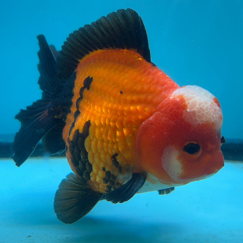 Thai Premium Jumbo Aapche Short Tail Giant Breed 5.00 inch Body Oranda (CRP-JO1016)