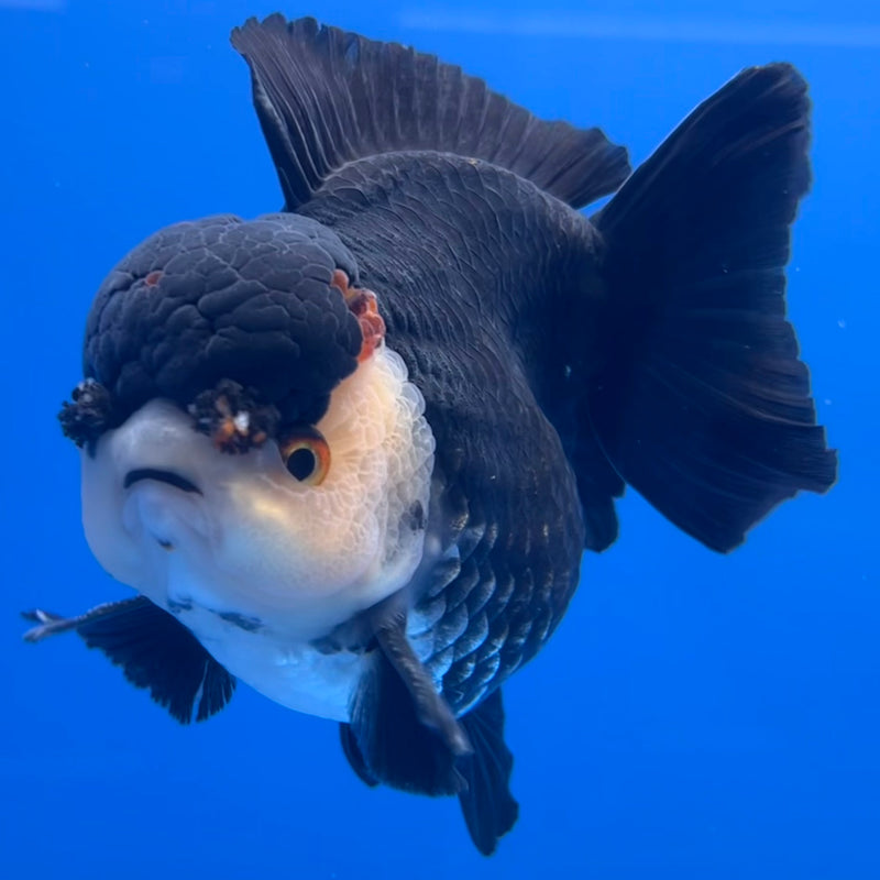 Thai Premium Oranda Yuanbao Panda 4” Body Male(CK-747)R1BlueTub4