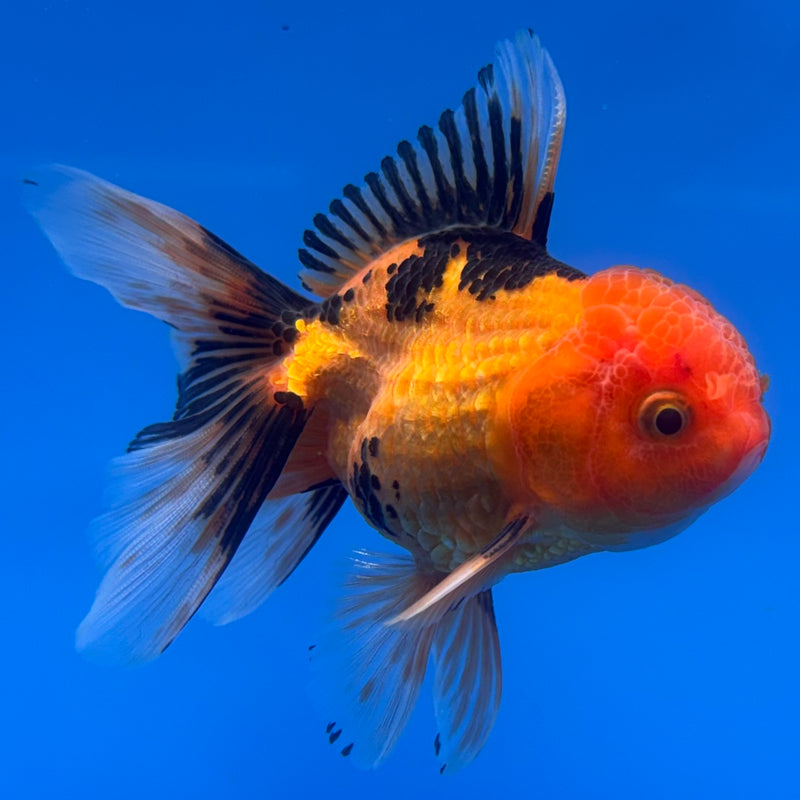 Thai Oranda Apache 2.5” Body Male(CK-721)R1A01