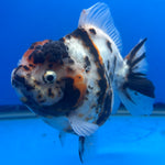 Thai Oranda Tri-Color Tiger 4" Male(NKT-CK-1568)BLUETUB-B