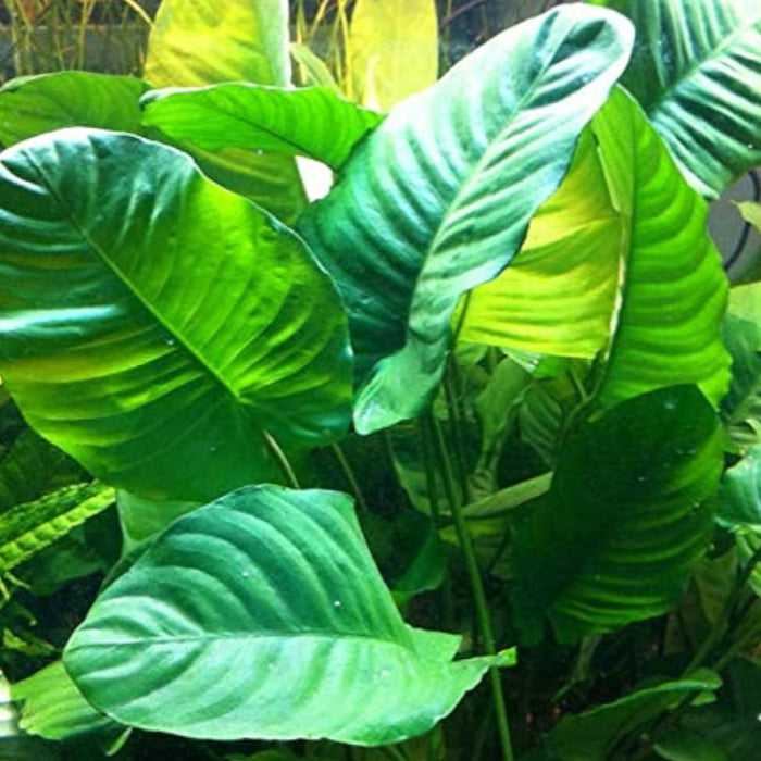 ANUBIAS BARTERI VAR BARTERI XL LOOSE