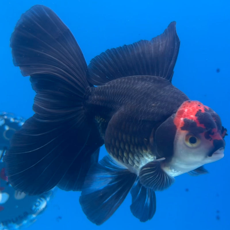 Thai Oranda Tri-Color 3” Body Male(CK-1416)R3A11
