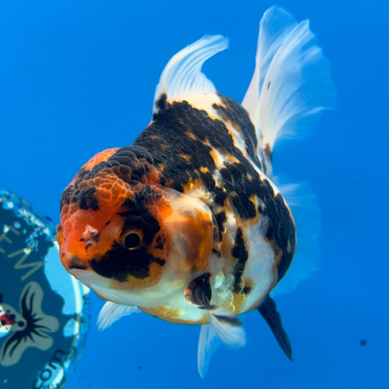 Thai Oranda Tri-Color Tiger Calico 3” Body Female(BIN-CK-1063)SHOWTANK2