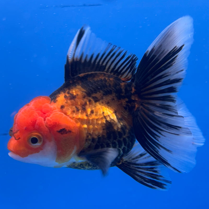 Thai Oranda Apache 3” Body Female(CK-963)R3B12