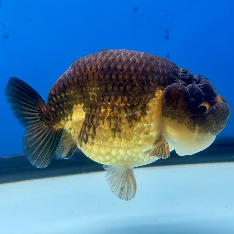 Thai Ranchu SPECIAL COLOR Apache 3.5” Body Male(CK-1109)R1A04