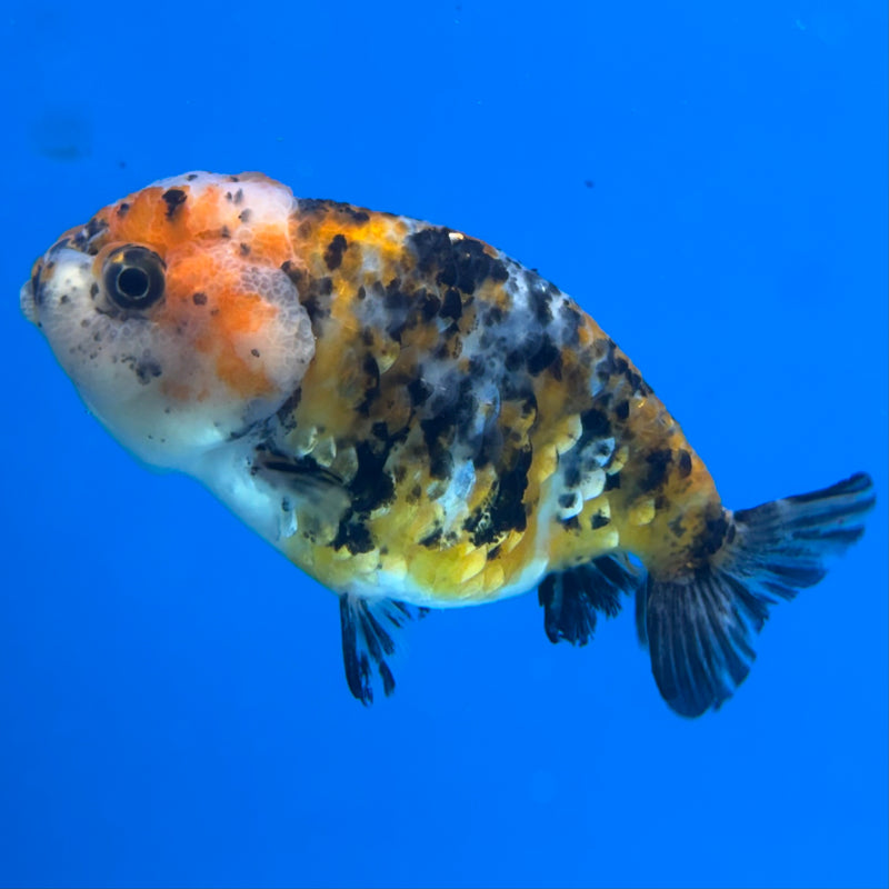 Thai Ranchu Calico 3” Body Female(CK-1387)R1A09