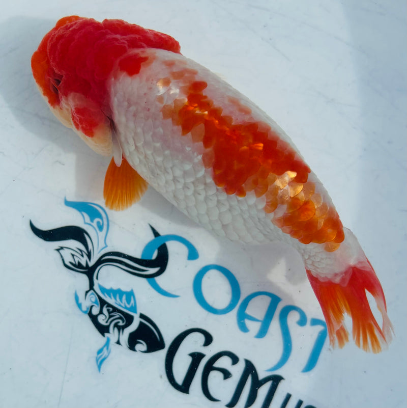 Live Fancy Goldfish Thai Ranchu AA Grade Top View Red & White Ranchu 3.5” Body Female(CK-874)BLUETUB1