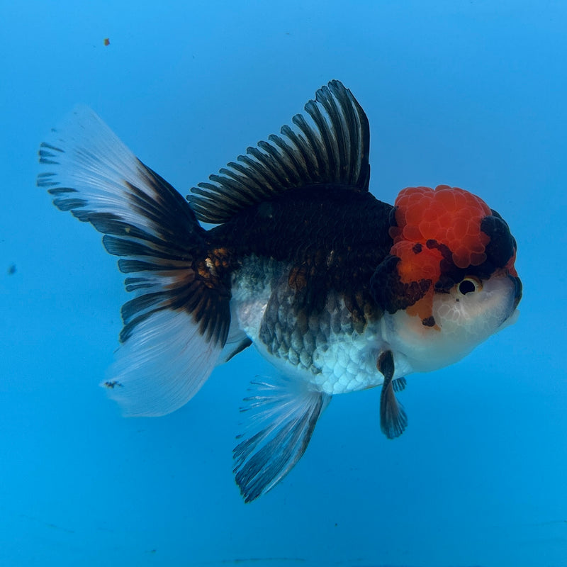 Live Premium Fancy Goldfish Thai Oranda Tri-Color 3.5” body Male (JC-271) R1A01