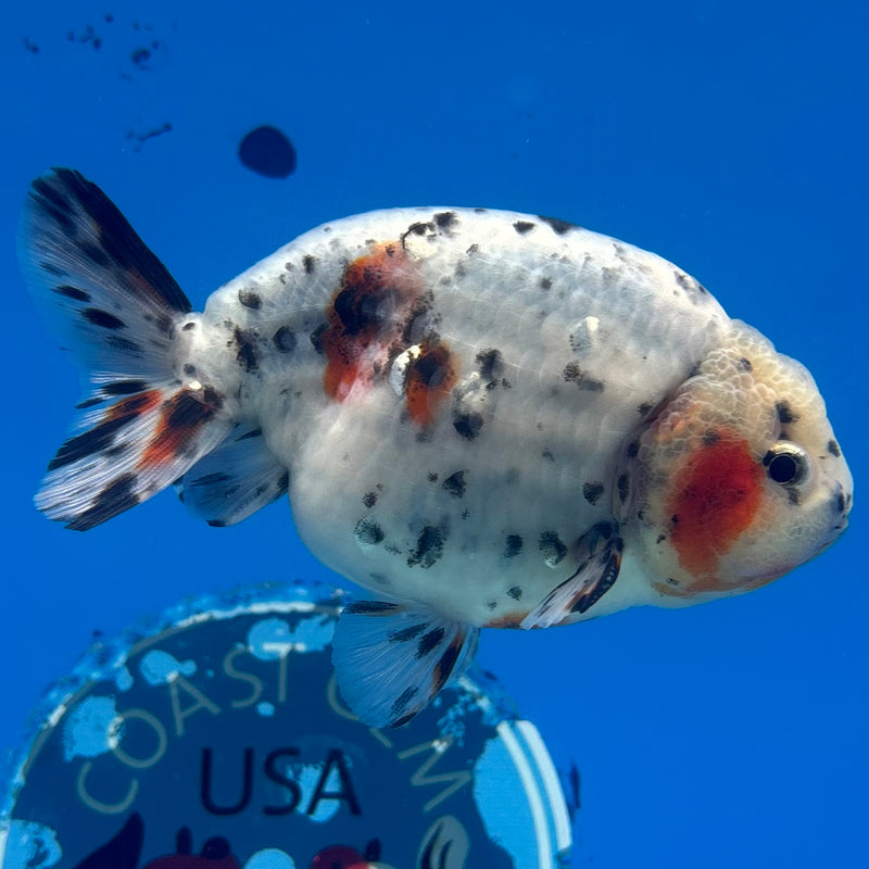 Thai Ranchu Tri-Color Calico 3.5” Body Male(CK-945)R2C03