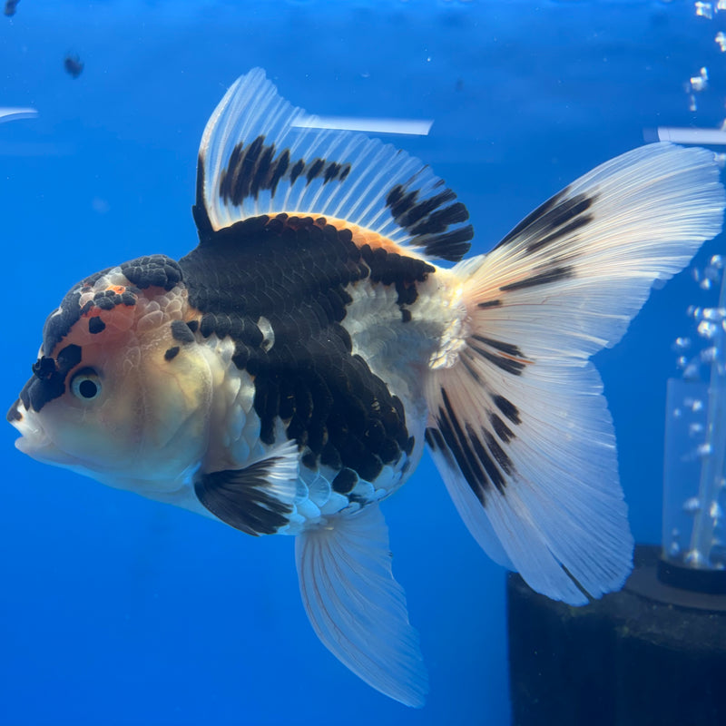 Thai Oranda Panda 3.5” Body Male(CK-793)R1B04