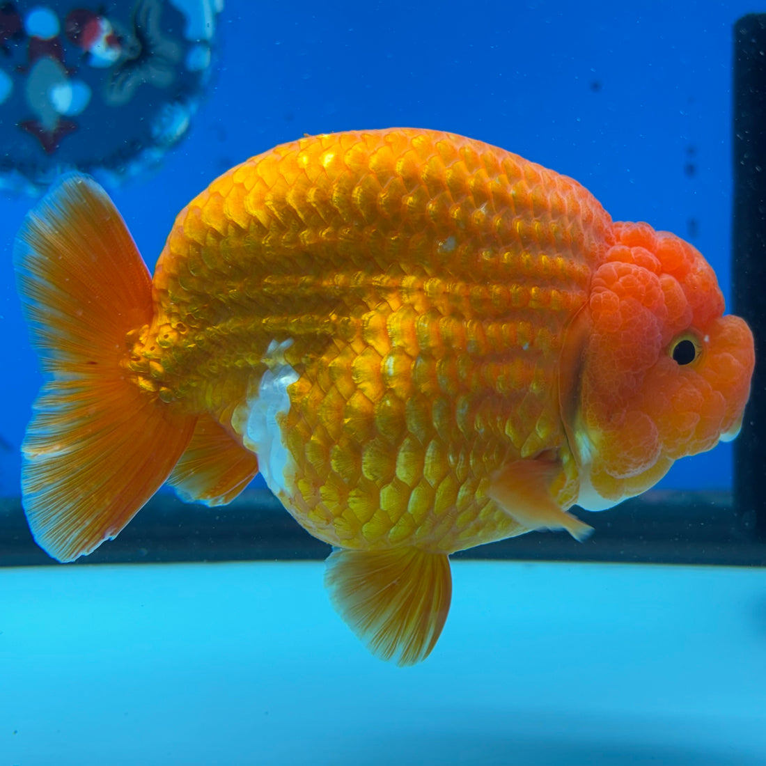 Thai Ranchu JUMBO Red/White 4” Body Male(CK-1554)BLUETUB-A
