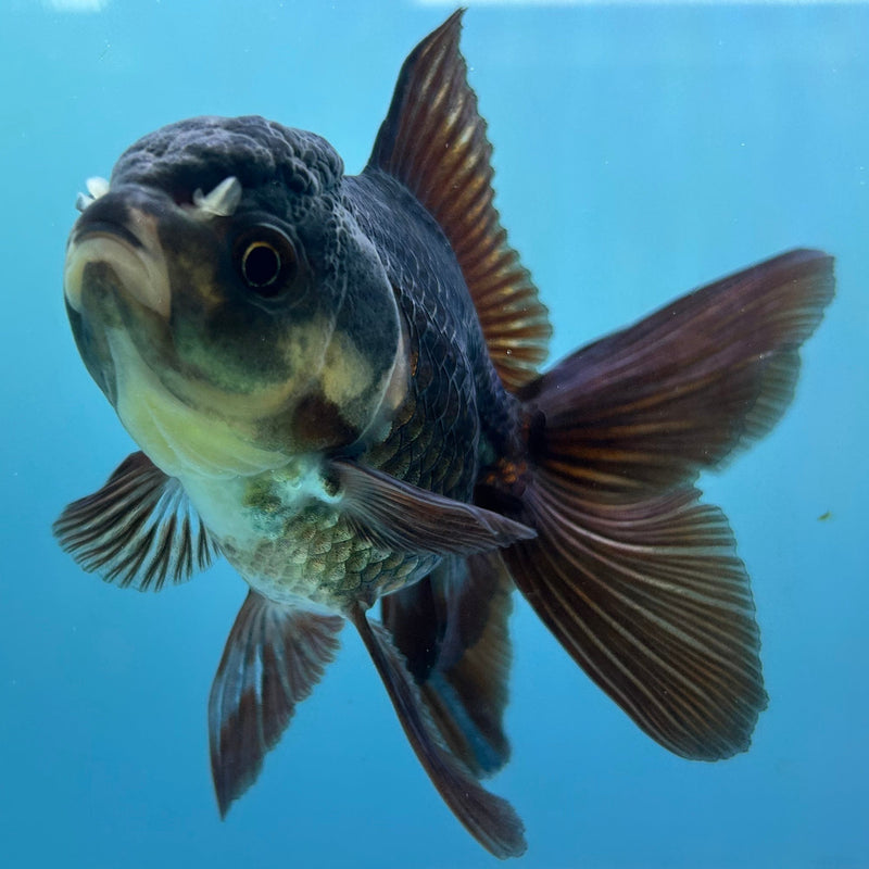 Thai Black Oranda 2.5”Body Female (JCD-073)R4C05