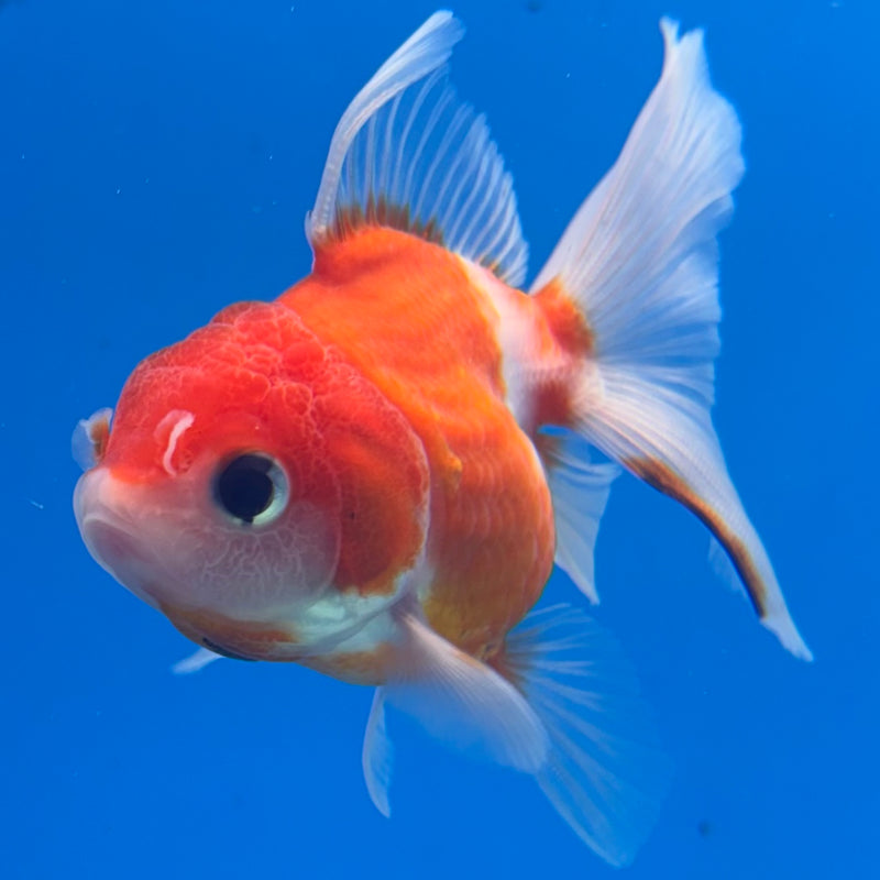 Thai Oranda Red/White Calico 2” Body Female(CK-1267)R3B06