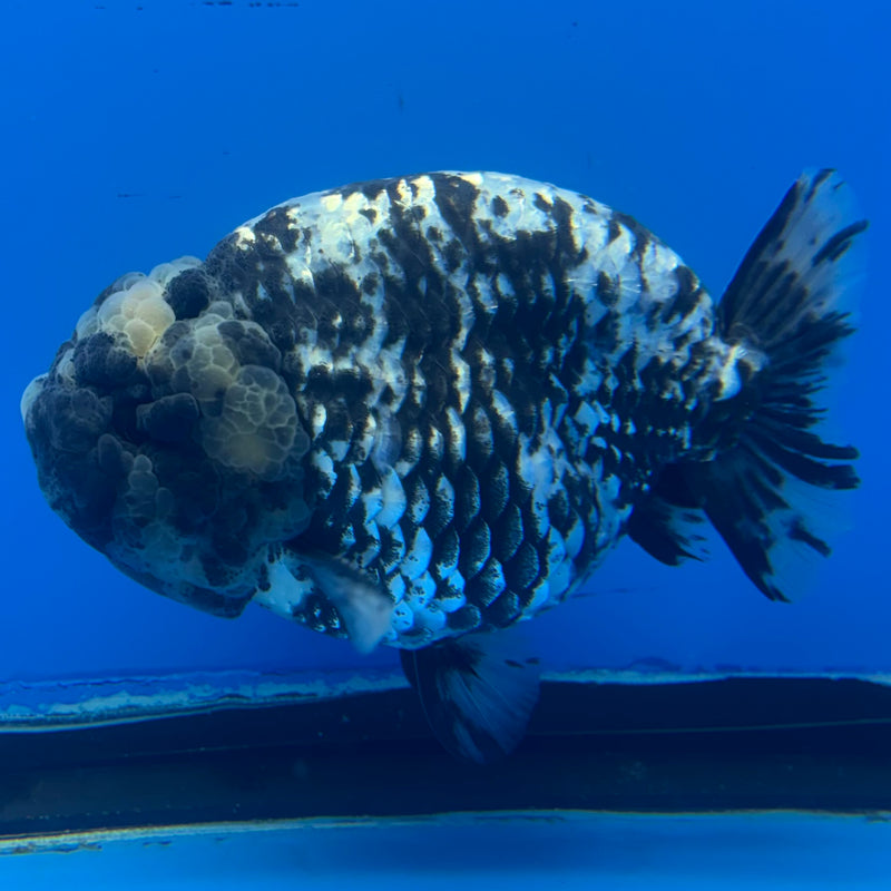 Thai Ranchu White Tiger 4” Body Male(BIN-CK-1041)R1BLUETUB2