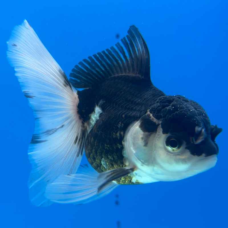Thai Oranda Panda 3” Body Female(CK-971)R3B10