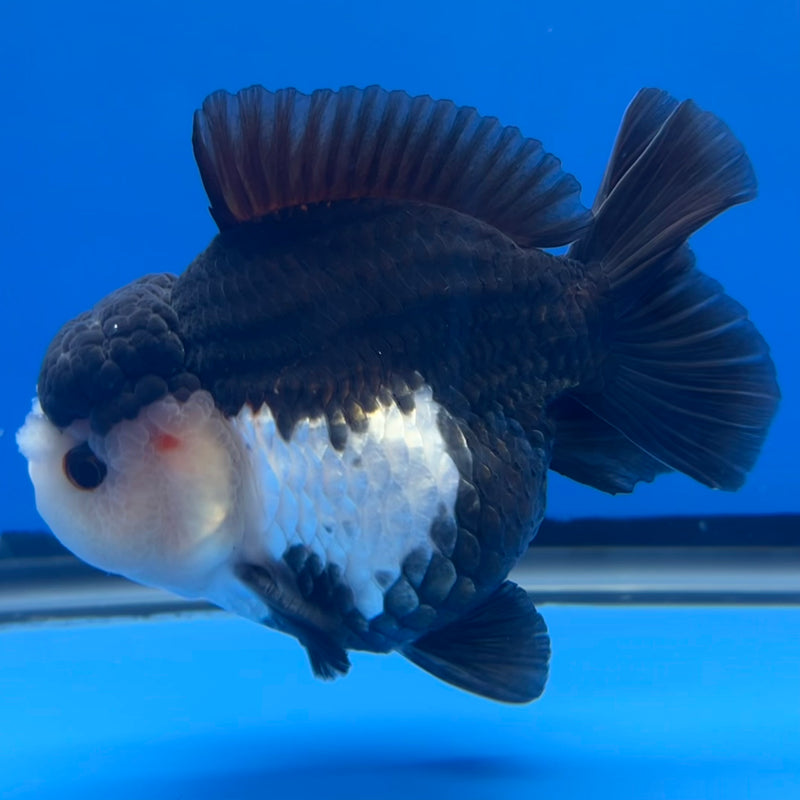 Thai Premium Oranda Yuanbao Panda 4” Body Male(CK-751)R1BlueTub4