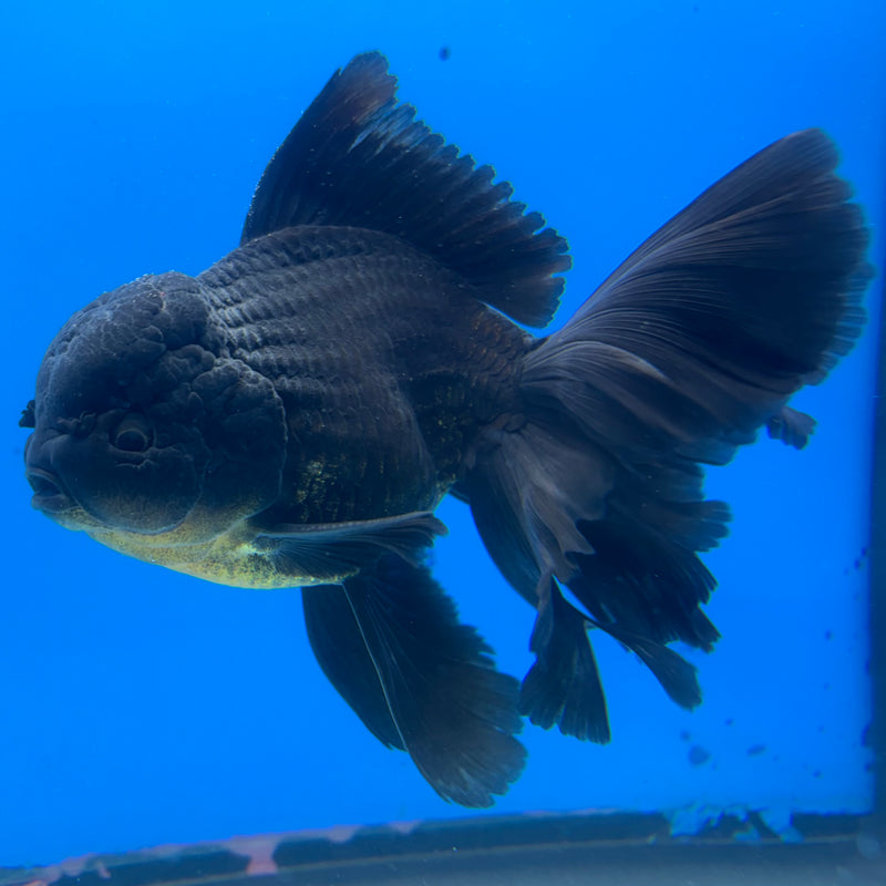 Thai Oranda JUMBO Full Black 4” Body Male(CK-1398)SHOWTANK2