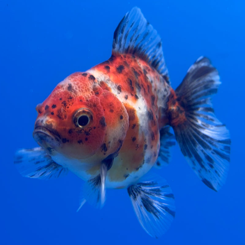 Thai Oranda SHOGUN 2.5” Body Female(CK-1006)R3B16
