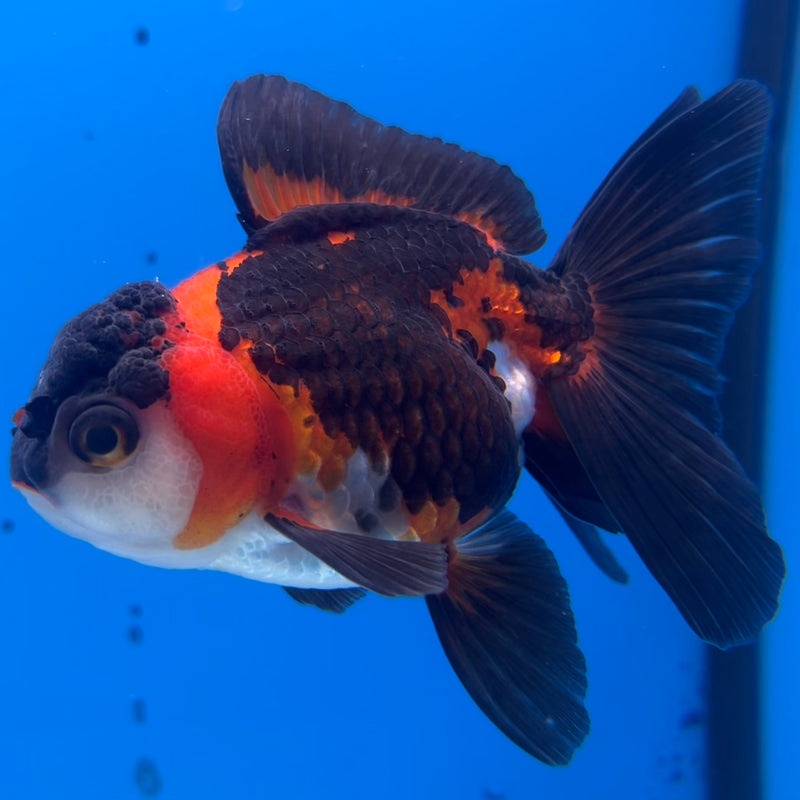 Thai Oranda Apache 3.00” Body Female(CK-1119)R3A16