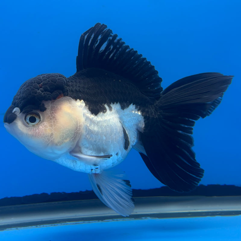 Thai Oranda Panda 3.5” Body Female(CK-680)R1B10