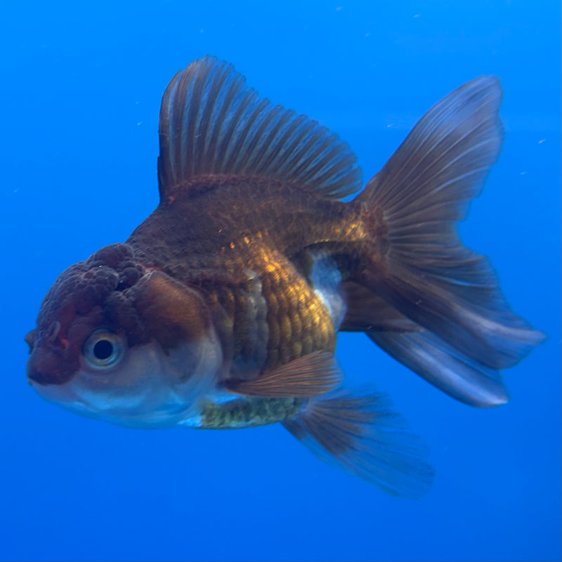 Thai Oranda Panda 2.5” Body Female(CK-996)R3B20