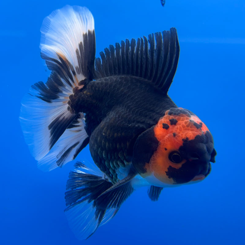 Thai Oranda Black Body Red Cap/Apache 3” Body Male(CK-730)R1B01