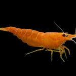 Live Freshwater Aquarium High Quality Orange Sakura Shrimp 10/$30, 20/$50 (Neocaridina sp.)(FS-022)