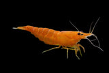 Live Freshwater Aquarium High Quality Orange Sakura Shrimp 10/$30, 20/$50 (Neocaridina sp.)(FS-022)