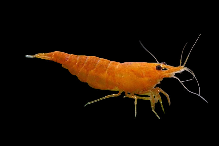 Live Freshwater Aquarium High Quality Orange Sakura Shrimp 10/$25, 20/$40 (Neocaridina sp.)(FS-022)