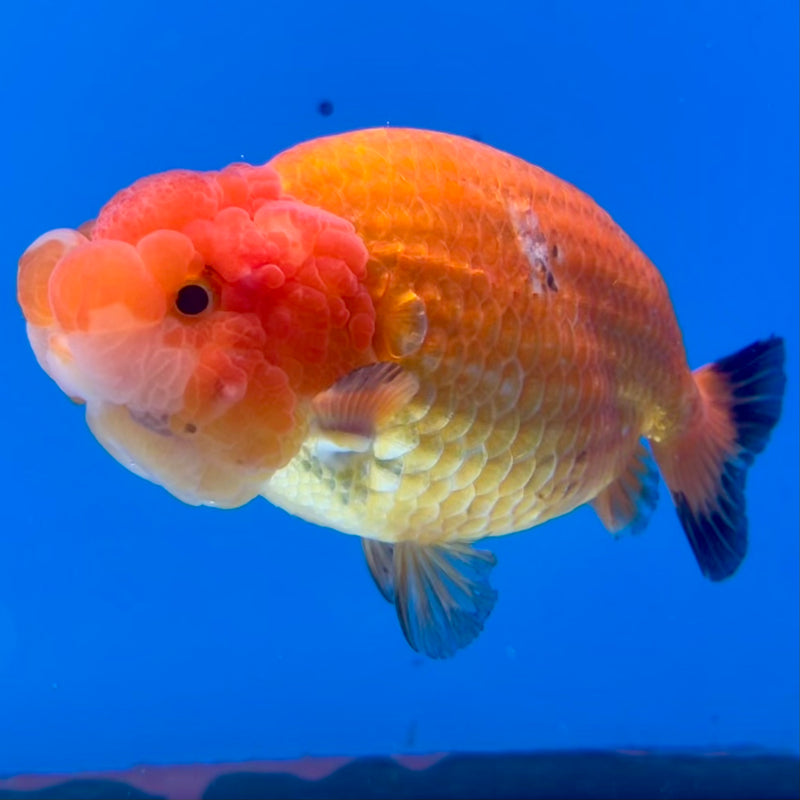 Thai Ranchu Full Red 3.5” Body Male(CK-1125)R1B05