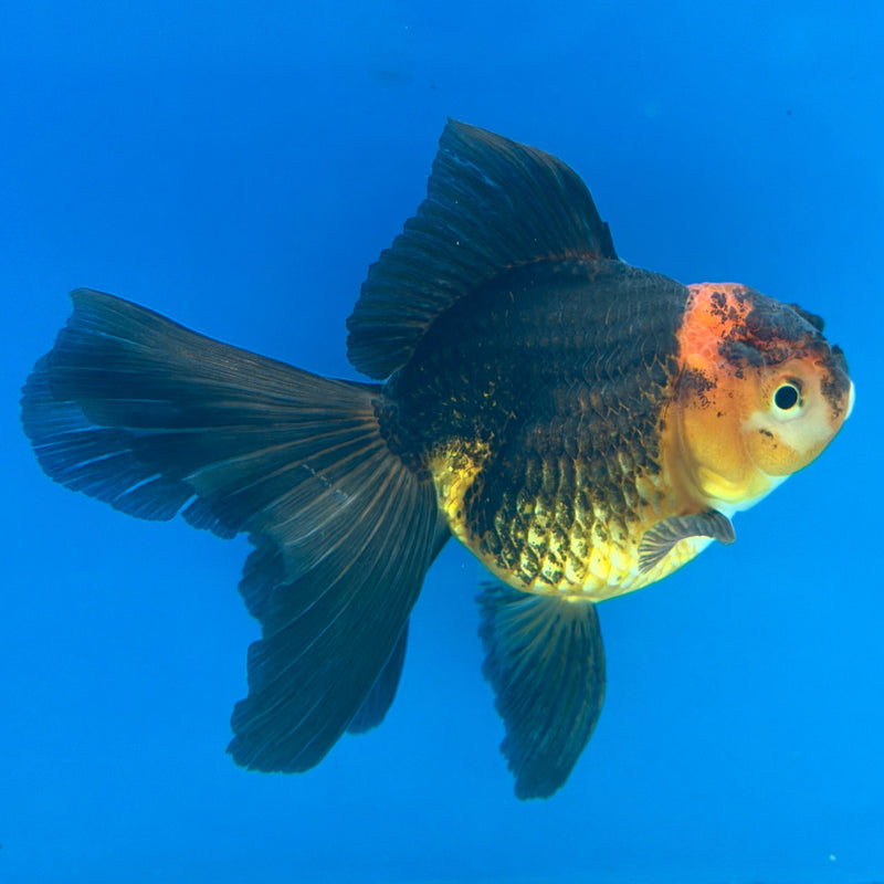 Thai Oranda Apache 3in Female (FEB-324)R2B07