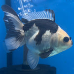 Thai Oranda Panda 3” Body Male(CK-1414)R3A12
