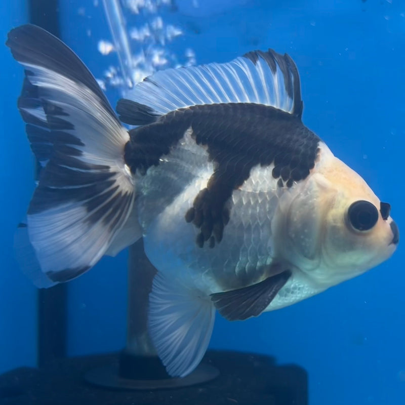 Thai Oranda Panda 3” Body Male(CK-1414)R3A12